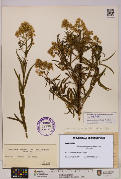 Baccharis salicifolia [Espécimen: UDEC:CONC:0058798]