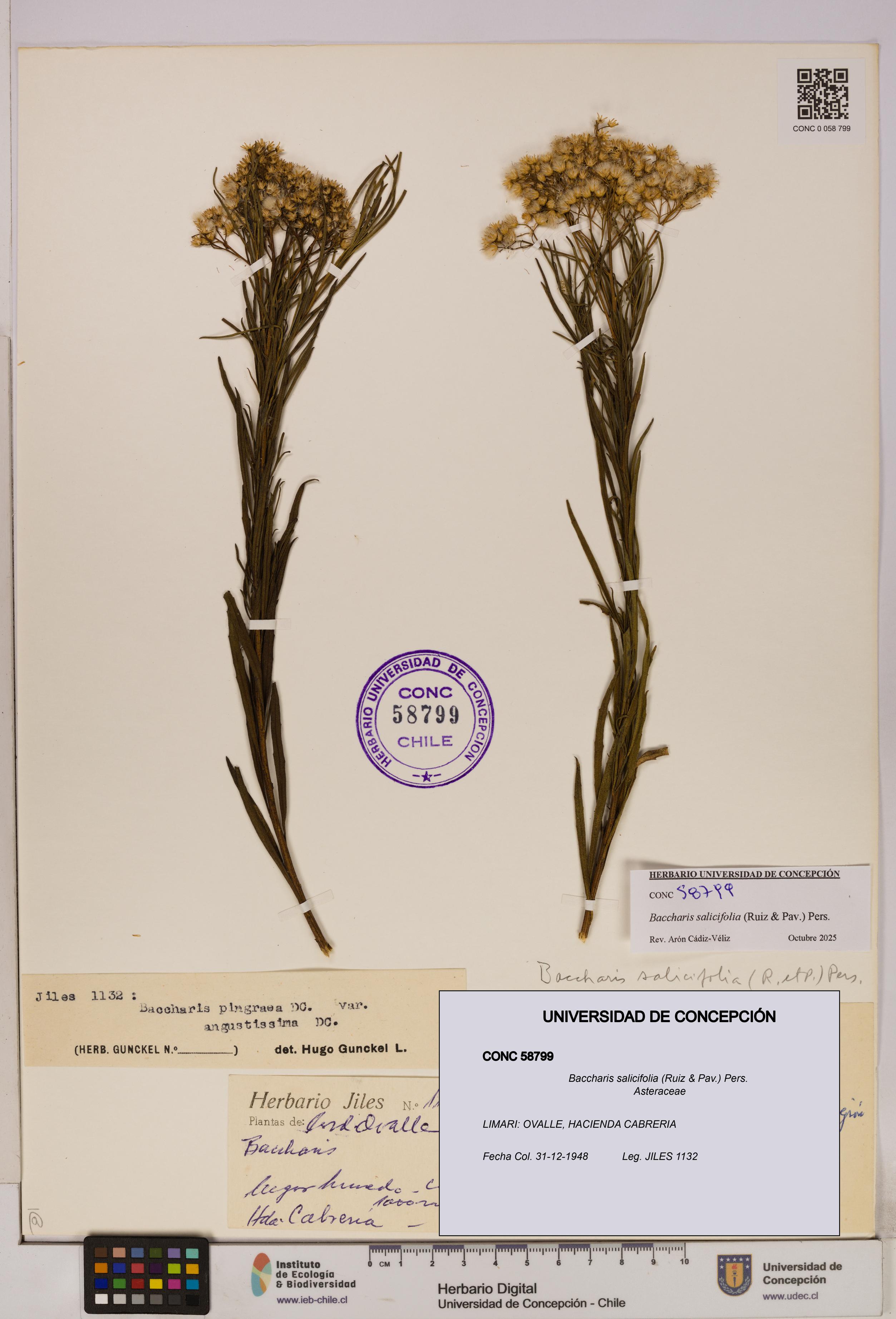 Baccharis salicifolia [Espécimen: UDEC:CONC:0058799]