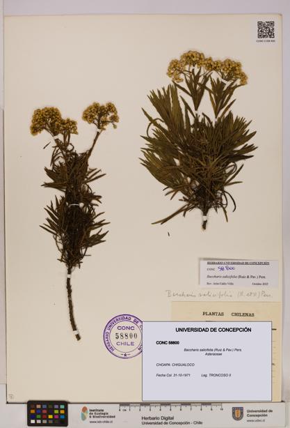 Baccharis salicifolia [Espécimen: UDEC:CONC:0058800]