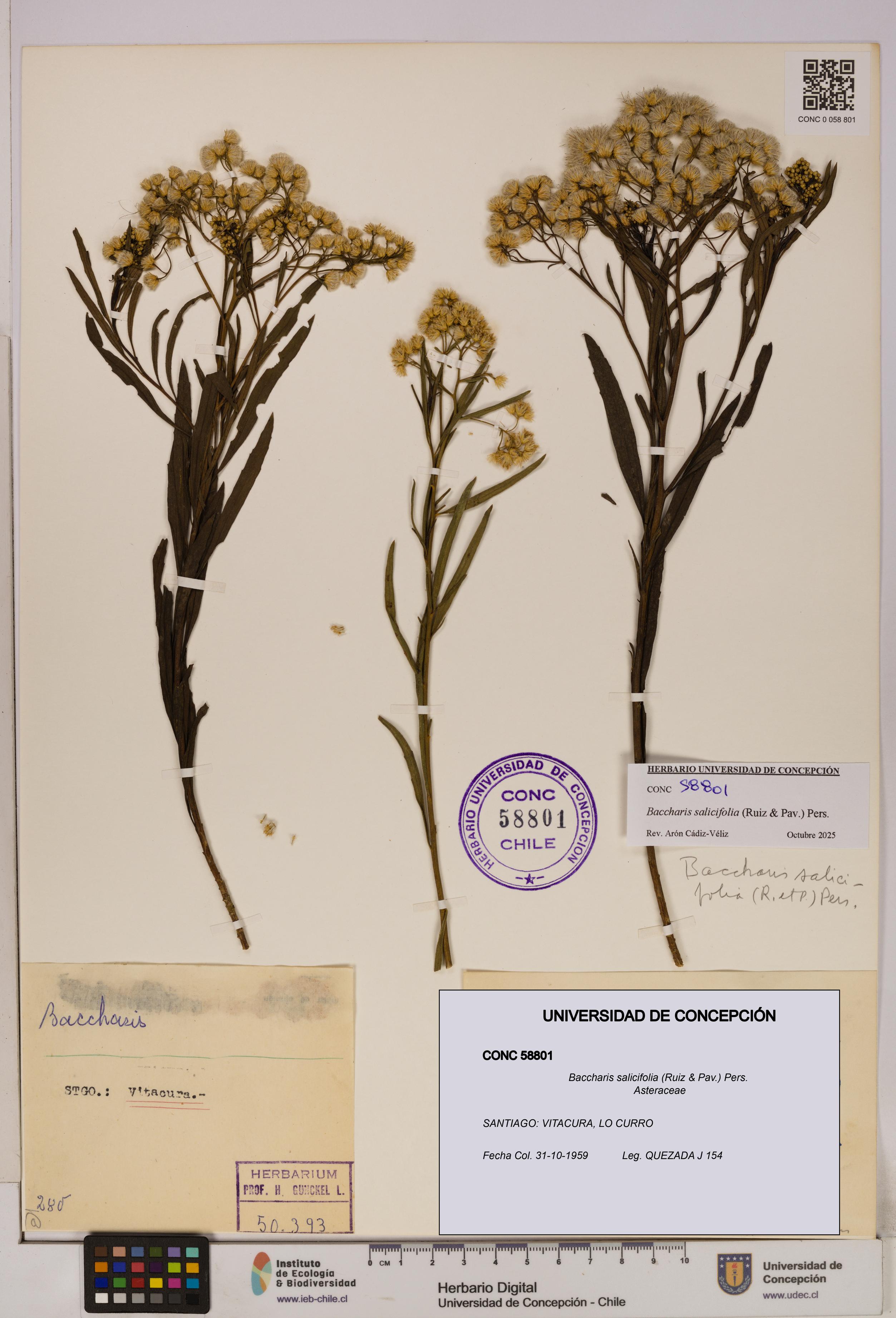 Baccharis salicifolia [Espécimen: UDEC:CONC:0058801]