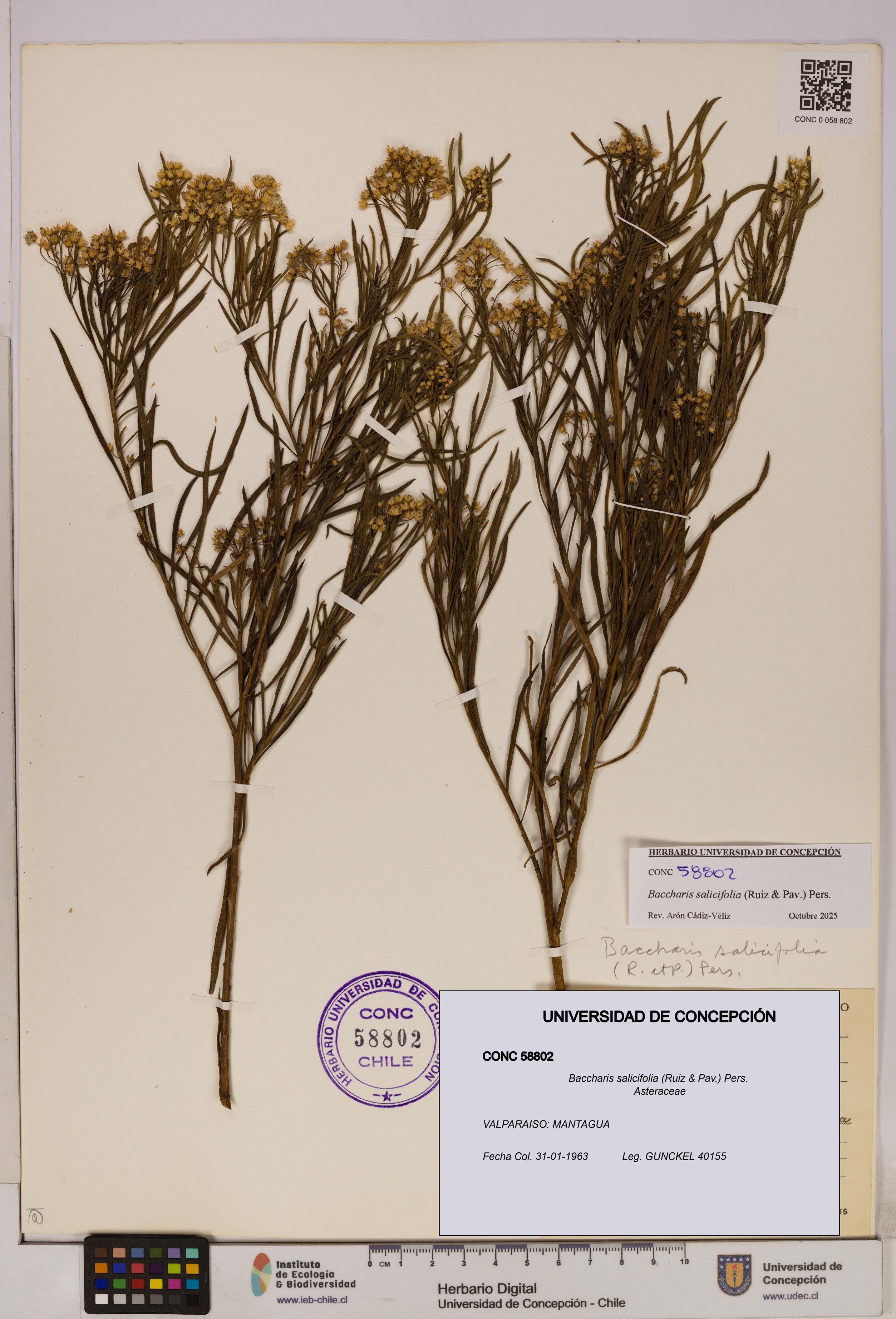Baccharis salicifolia [Espécimen: UDEC:CONC:0058802]