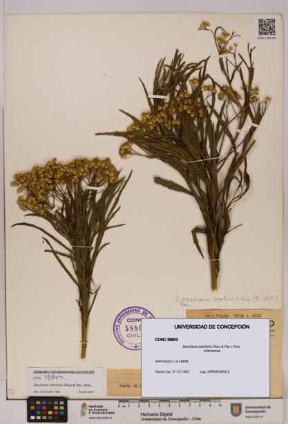 Baccharis salicifolia [Espécimen: UDEC:CONC:0058803]