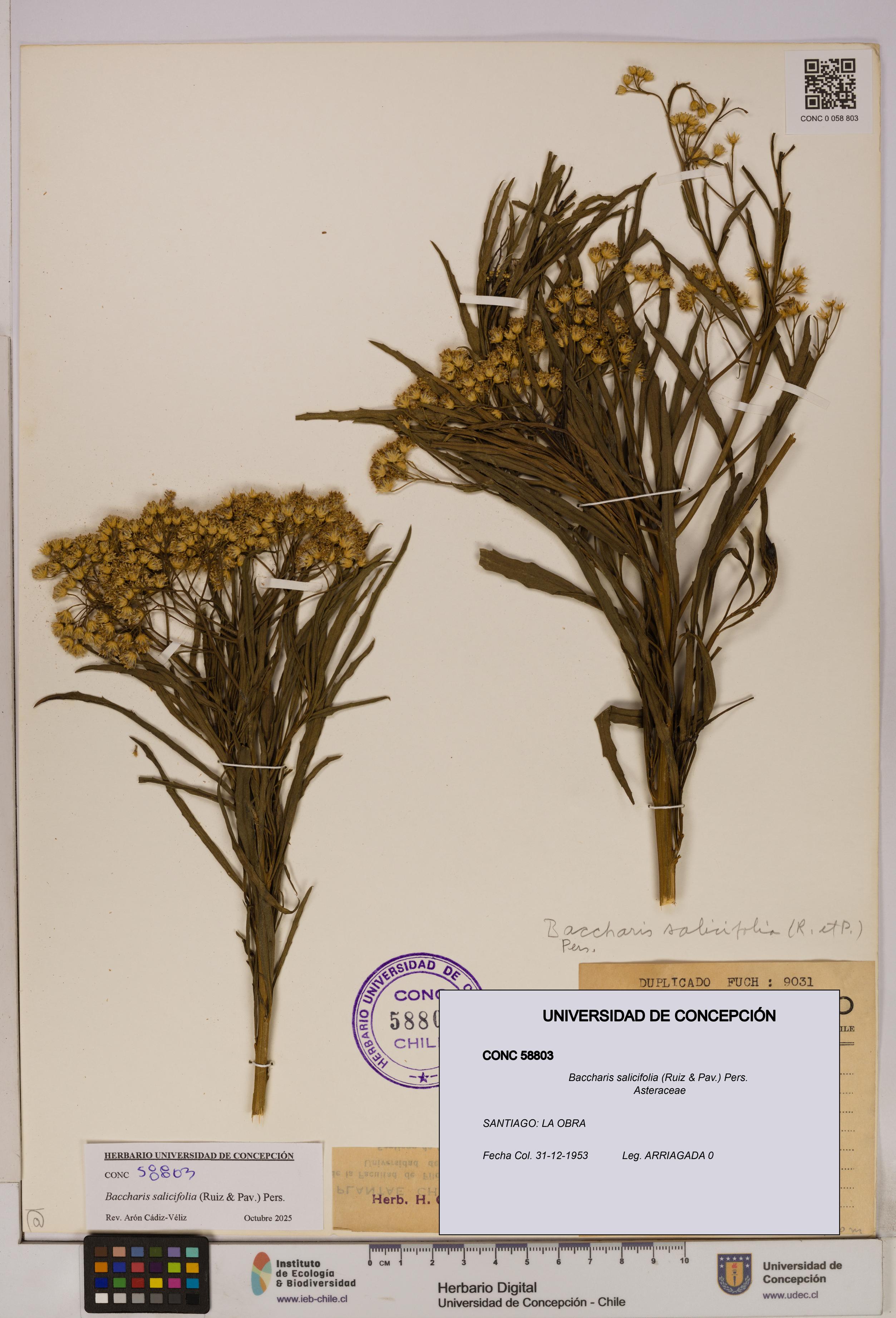 Baccharis salicifolia [Espécimen: UDEC:CONC:0058803]