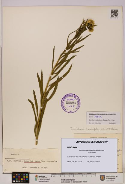 Baccharis salicifolia [Espécimen: UDEC:CONC:0058804]