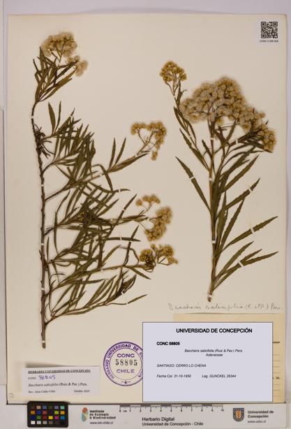Baccharis salicifolia [Espécimen: UDEC:CONC:0058805]