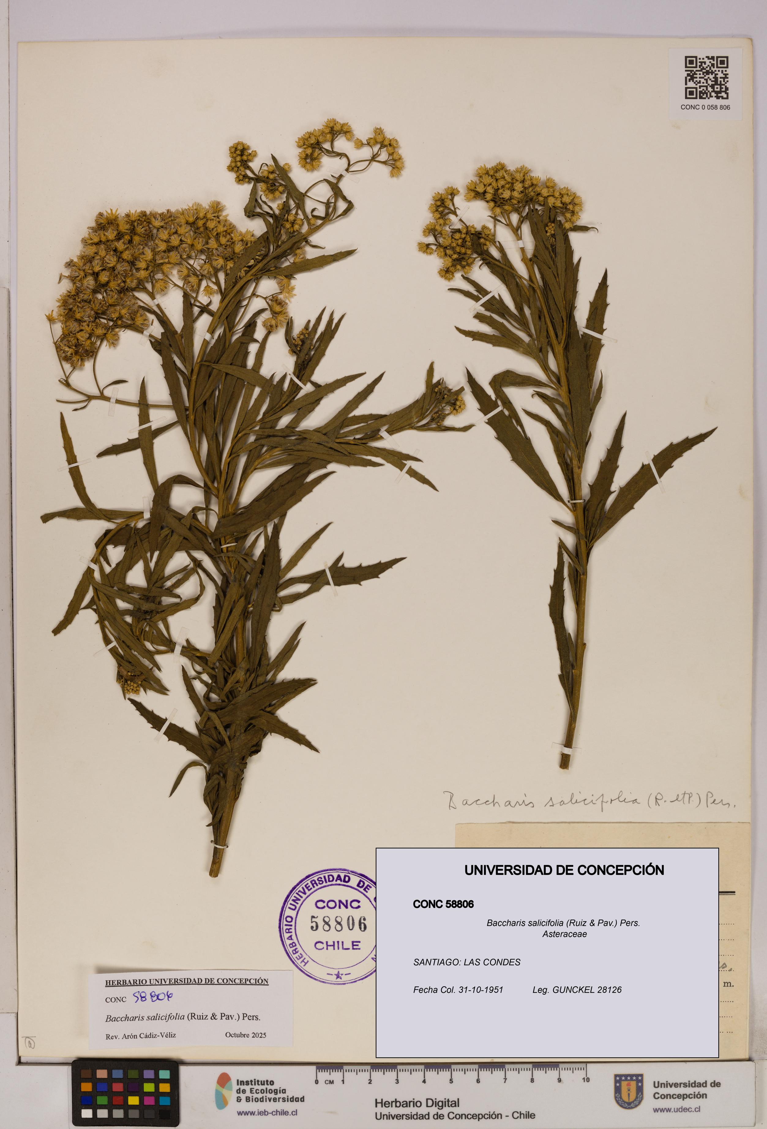 Baccharis salicifolia [Espécimen: UDEC:CONC:0058806]