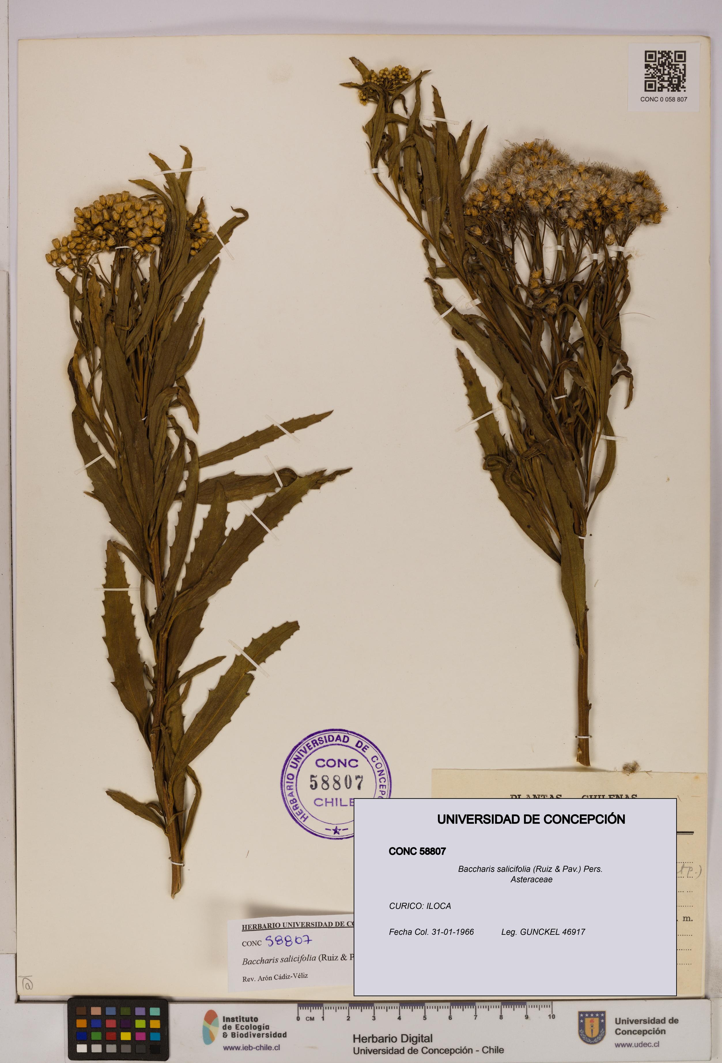 Baccharis salicifolia [Espécimen: UDEC:CONC:0058807]