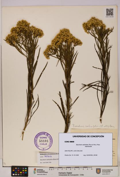 Baccharis salicifolia [Espécimen: UDEC:CONC:0058808]