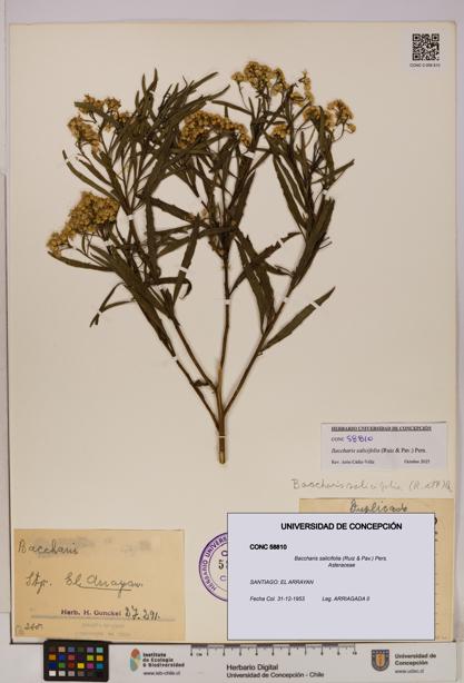 Baccharis salicifolia [Espécimen: UDEC:CONC:0058810]