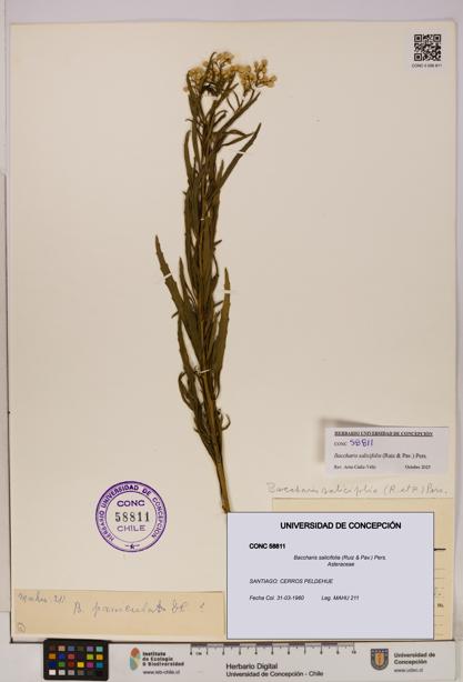 Baccharis salicifolia [Espécimen: UDEC:CONC:0058811]