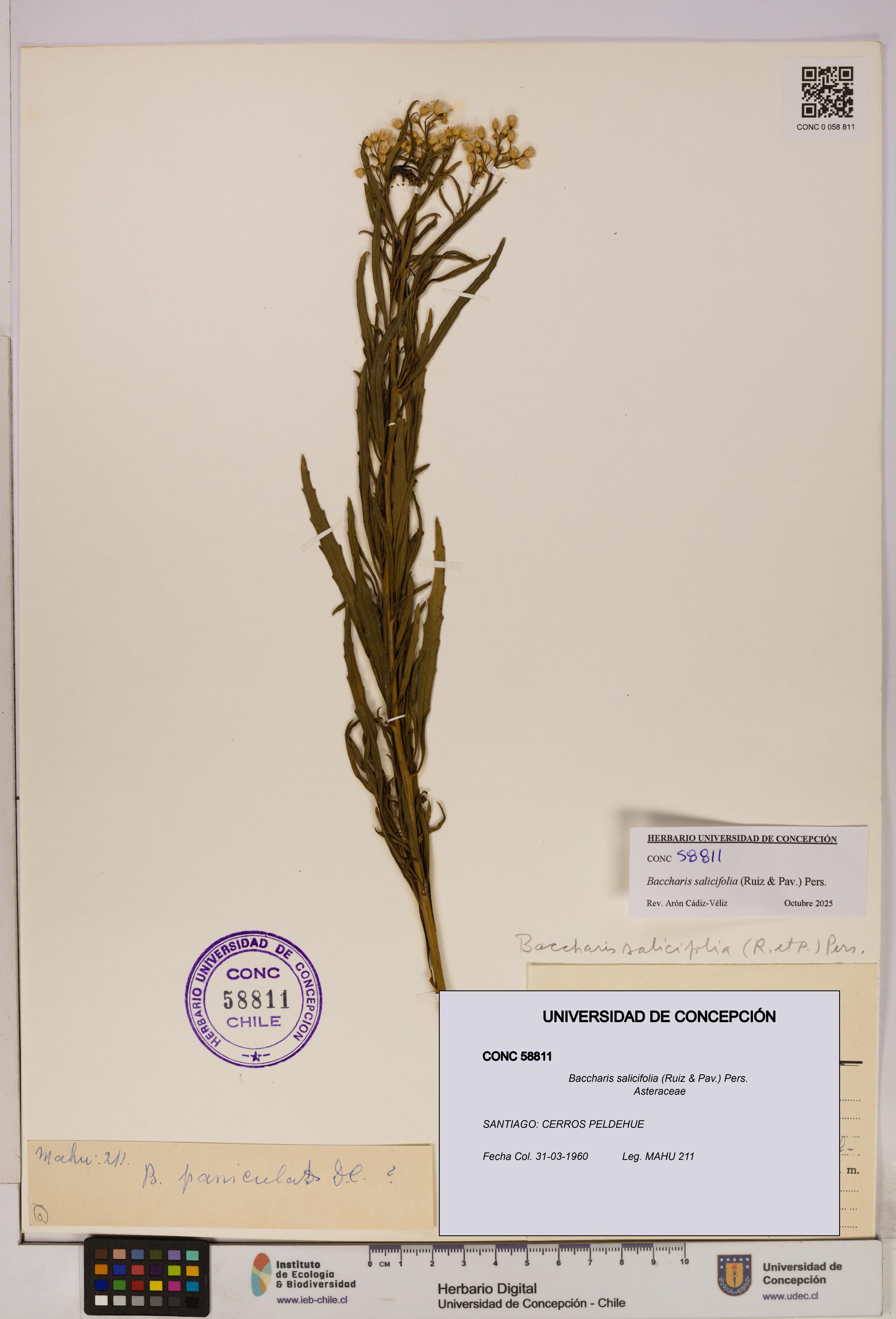 Baccharis salicifolia [Espécimen: UDEC:CONC:0058811]
