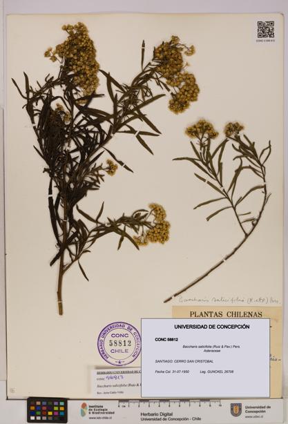 Baccharis salicifolia [Espécimen: UDEC:CONC:0058812]