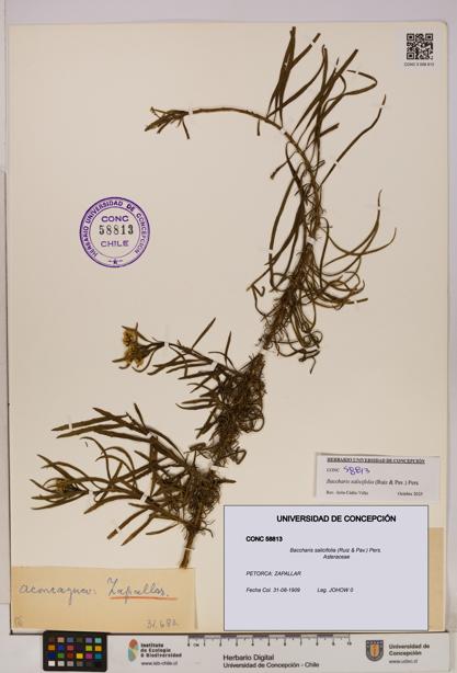 Baccharis salicifolia [Espécimen: UDEC:CONC:0058813]