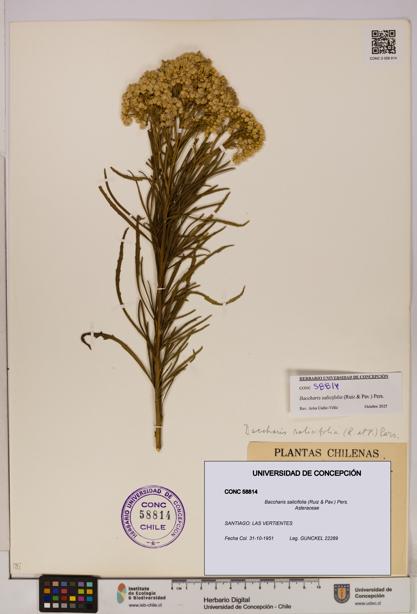 Baccharis salicifolia [Espécimen: UDEC:CONC:0058814]