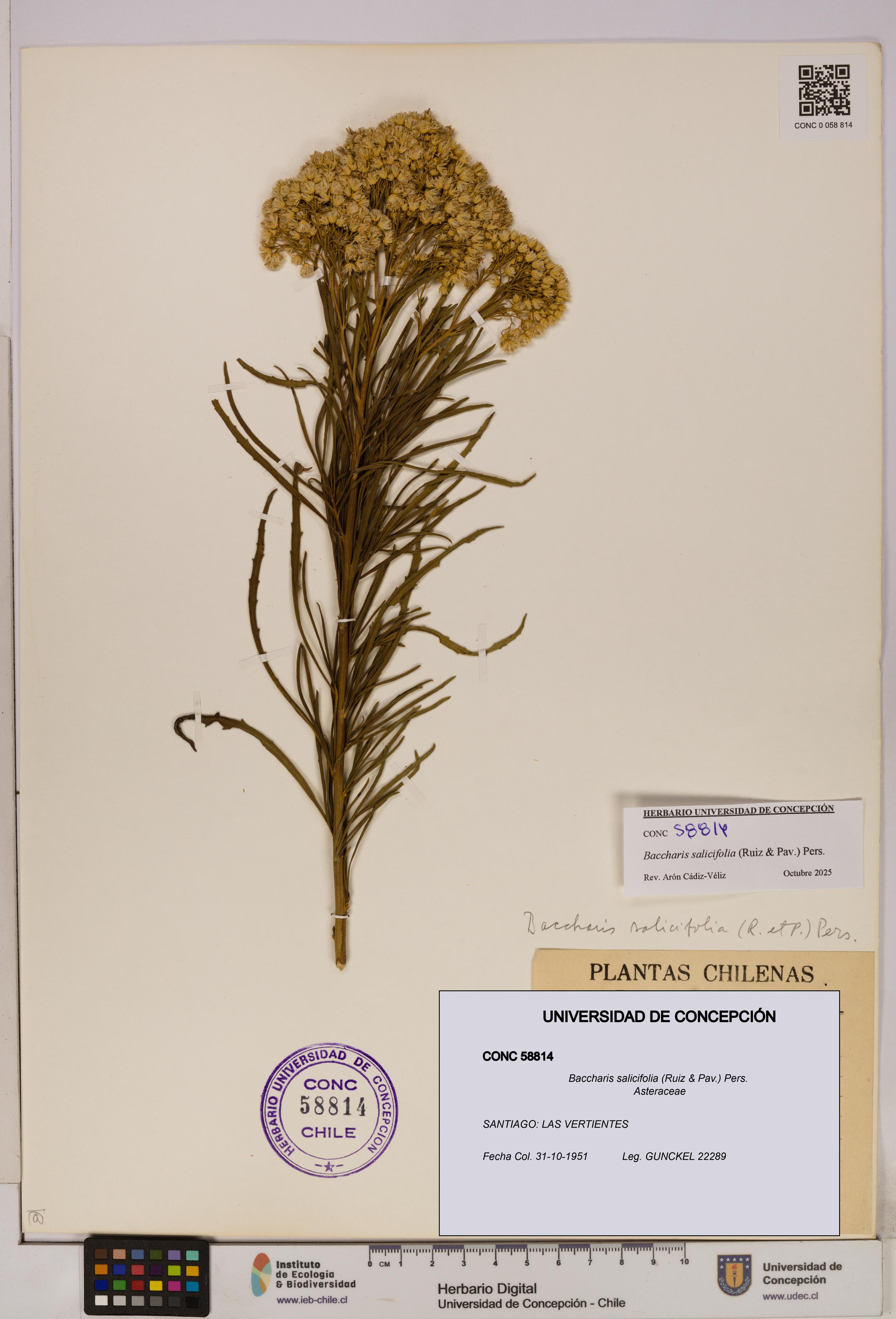 Baccharis salicifolia [Espécimen: UDEC:CONC:0058814]