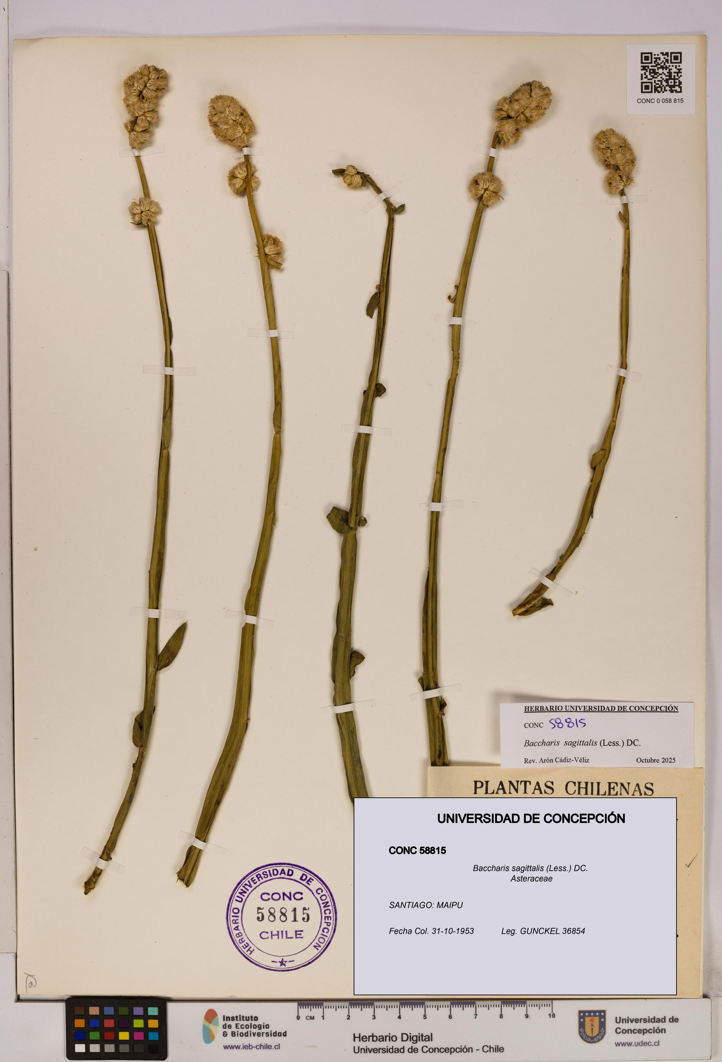 Baccharis sagittalis [Espécimen: UDEC:CONC:0058815]