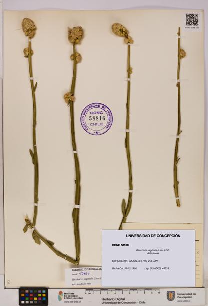 Baccharis sagittalis [Espécimen: UDEC:CONC:0058816]