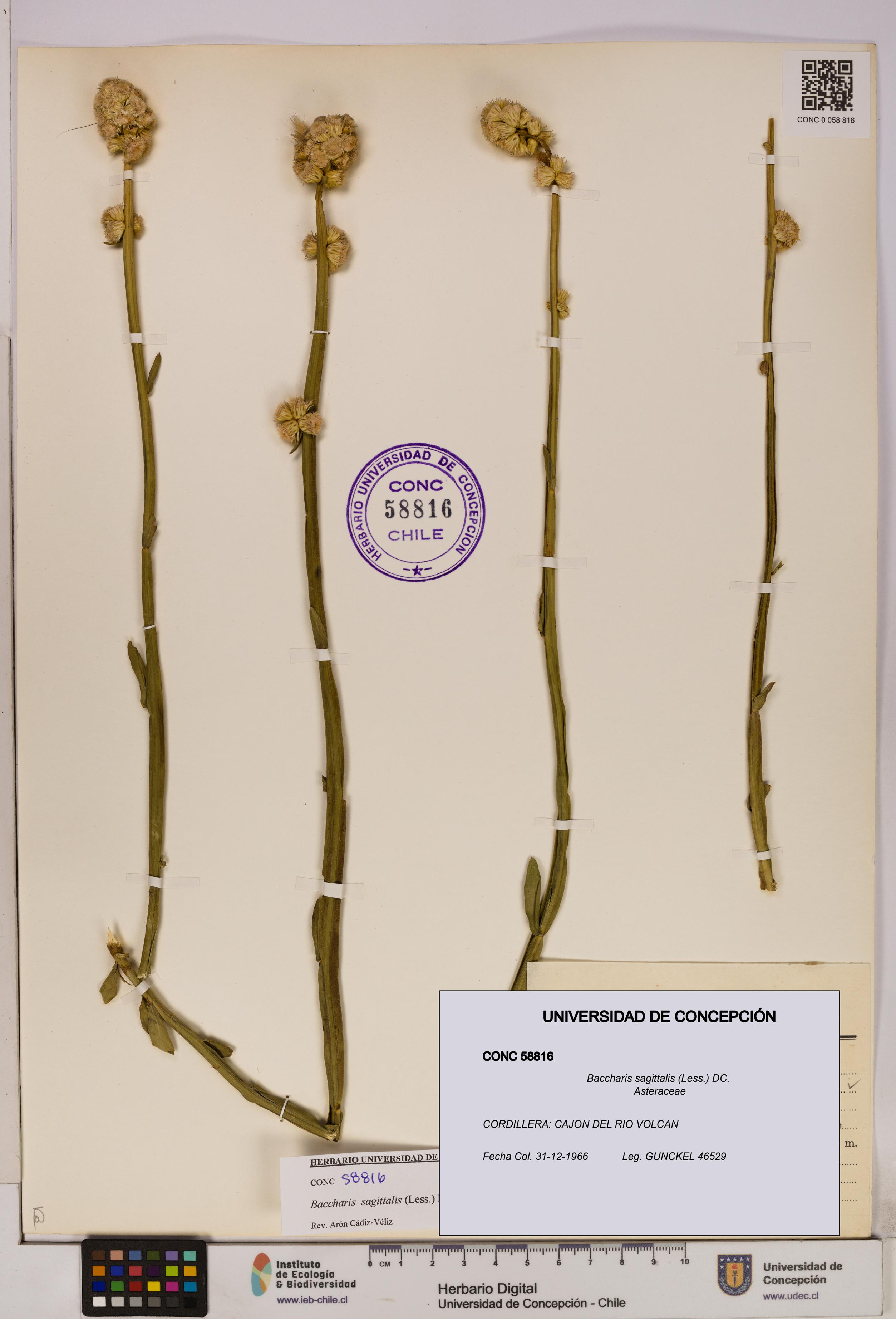 Baccharis sagittalis [Espécimen: UDEC:CONC:0058816]