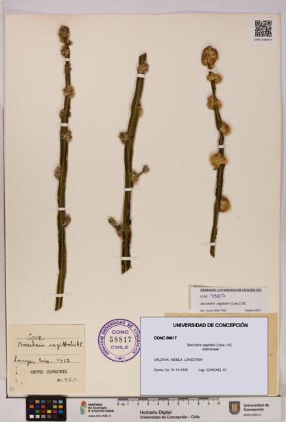 Baccharis sagittalis [Espécimen: UDEC:CONC:0058817]