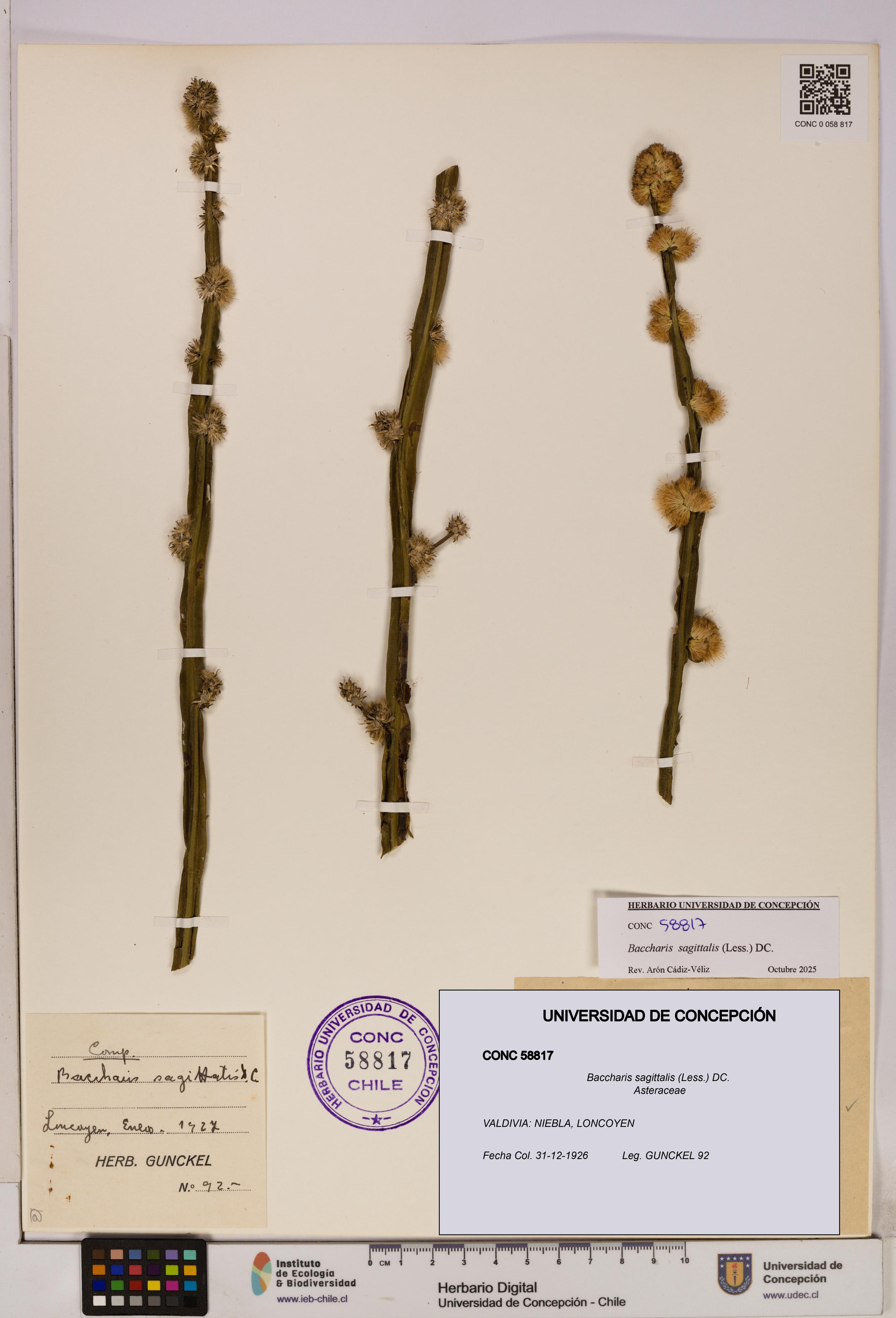 Baccharis sagittalis [Espécimen: UDEC:CONC:0058817]