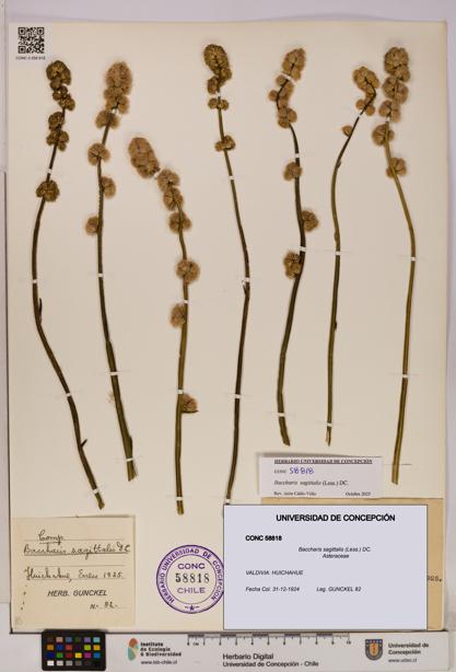 Baccharis sagittalis [Espécimen: UDEC:CONC:0058818]