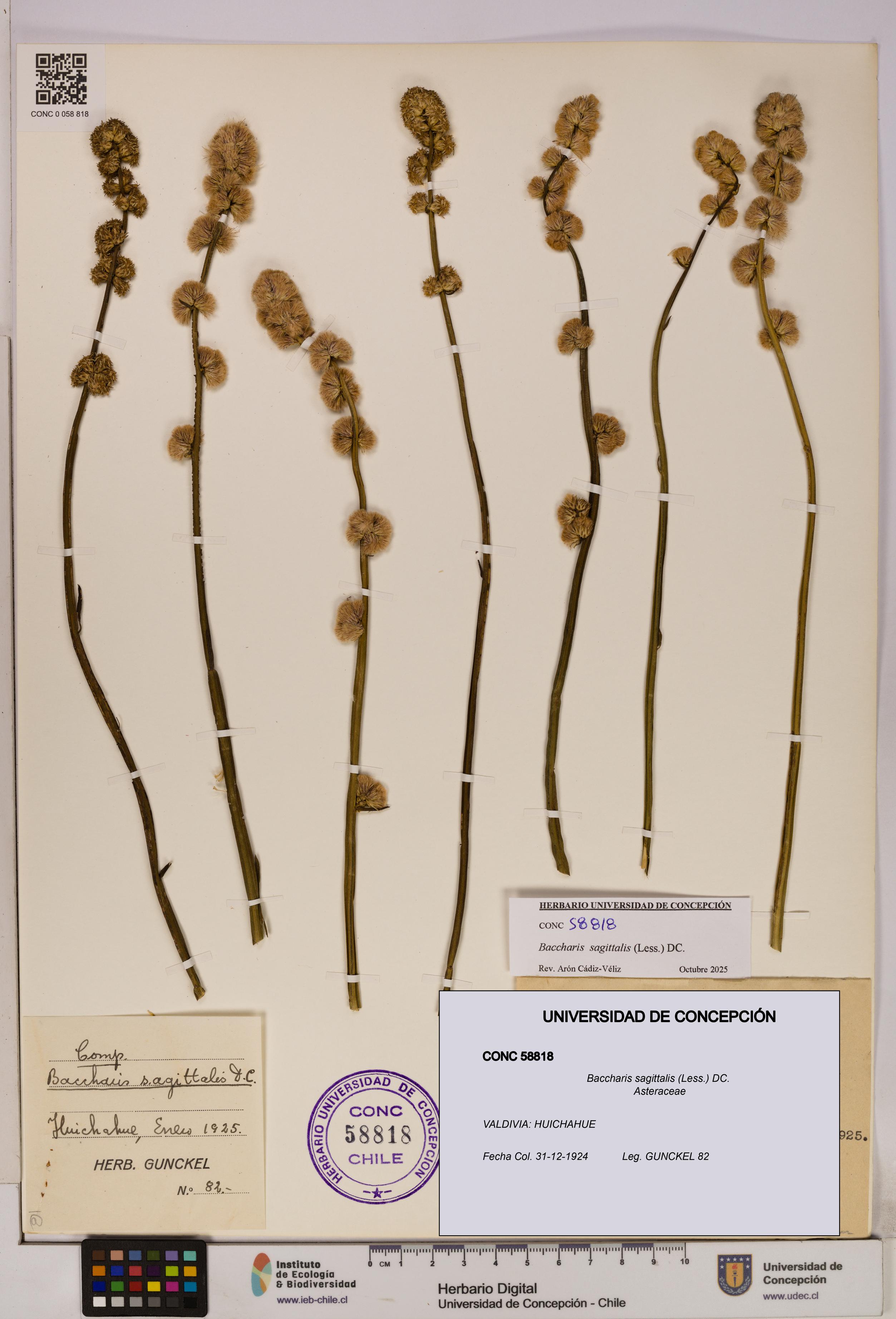Baccharis sagittalis [Espécimen: UDEC:CONC:0058818]