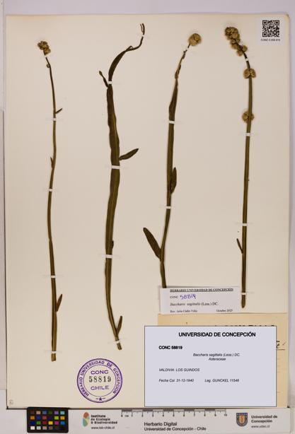 Baccharis sagittalis [Espécimen: UDEC:CONC:0058819]