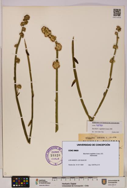 Baccharis sagittalis [Espécimen: UDEC:CONC:0058820]