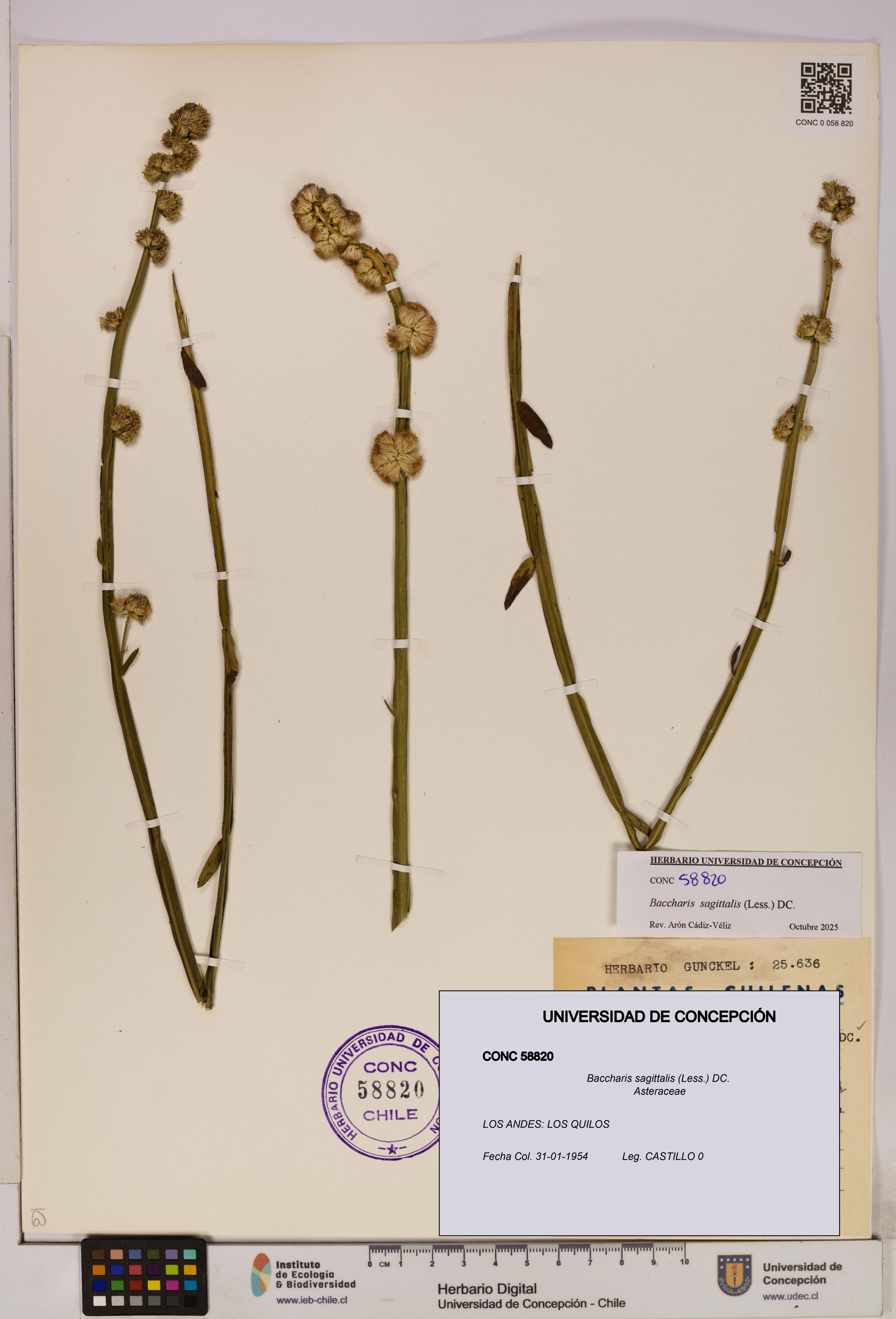 Baccharis sagittalis [Espécimen: UDEC:CONC:0058820]