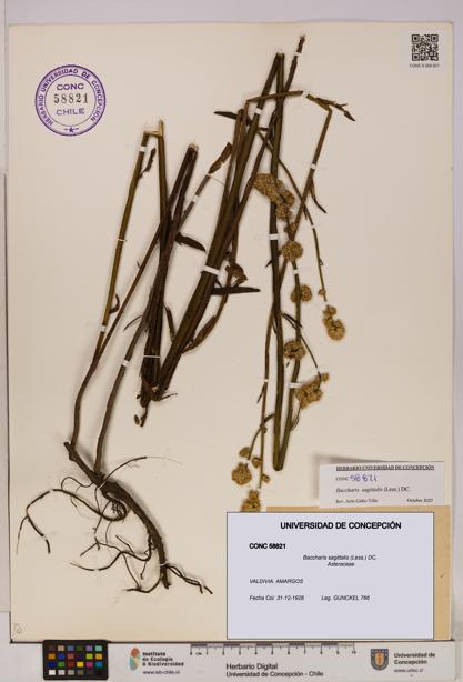 Baccharis sagittalis [Espécimen: UDEC:CONC:0058821]