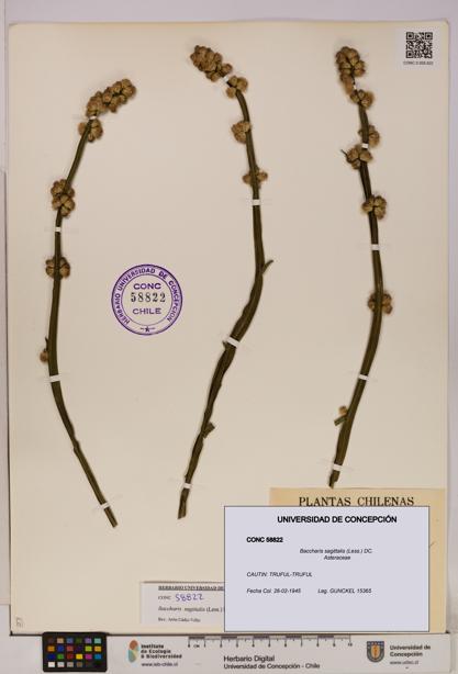 Baccharis sagittalis [Espécimen: UDEC:CONC:0058822]