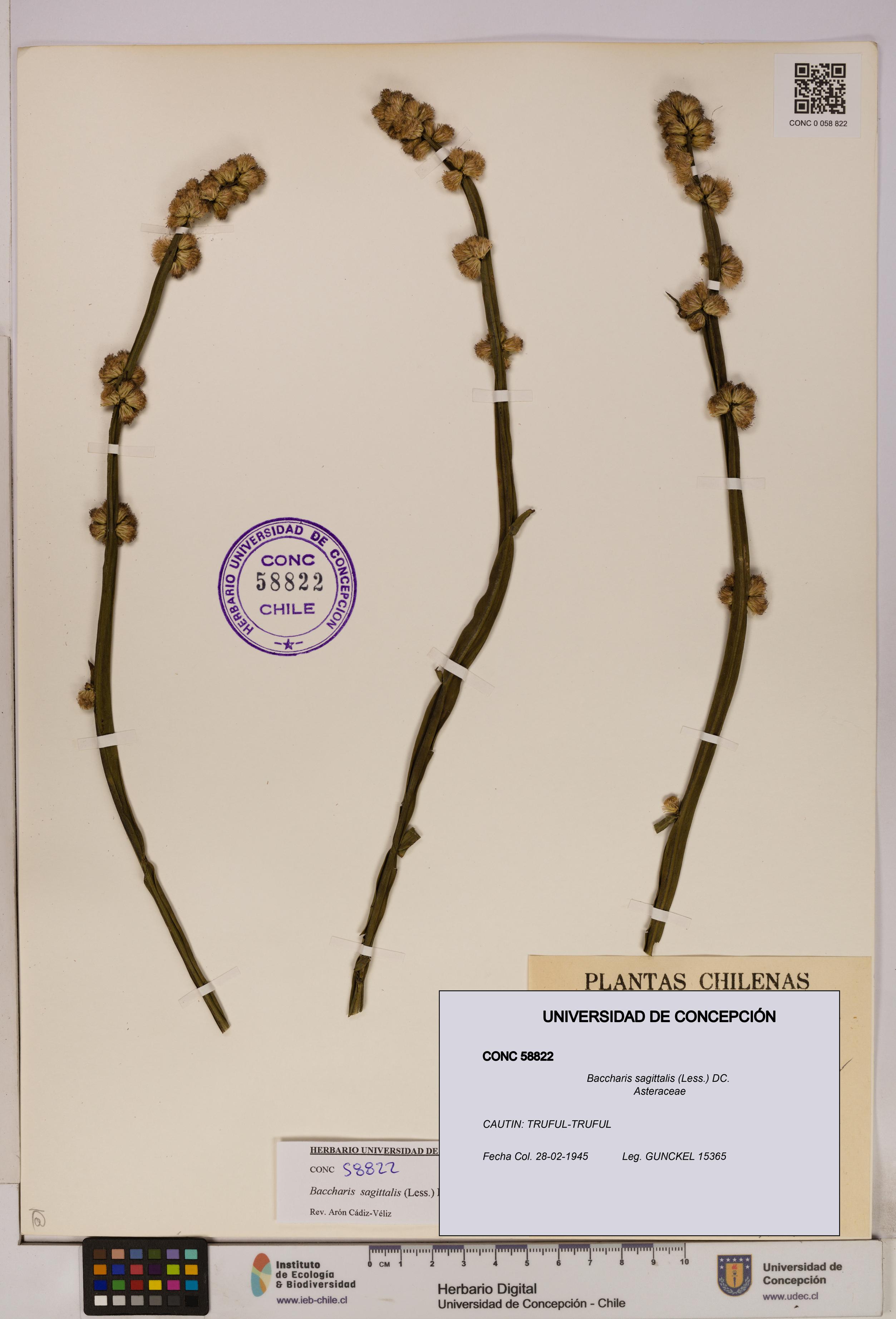 Baccharis sagittalis [Espécimen: UDEC:CONC:0058822]