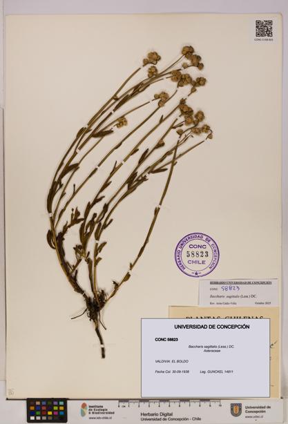 Baccharis sagittalis [Espécimen: UDEC:CONC:0058823]