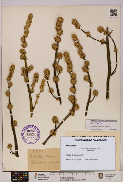 Baccharis sagittalis [Espécimen: UDEC:CONC:0058824]