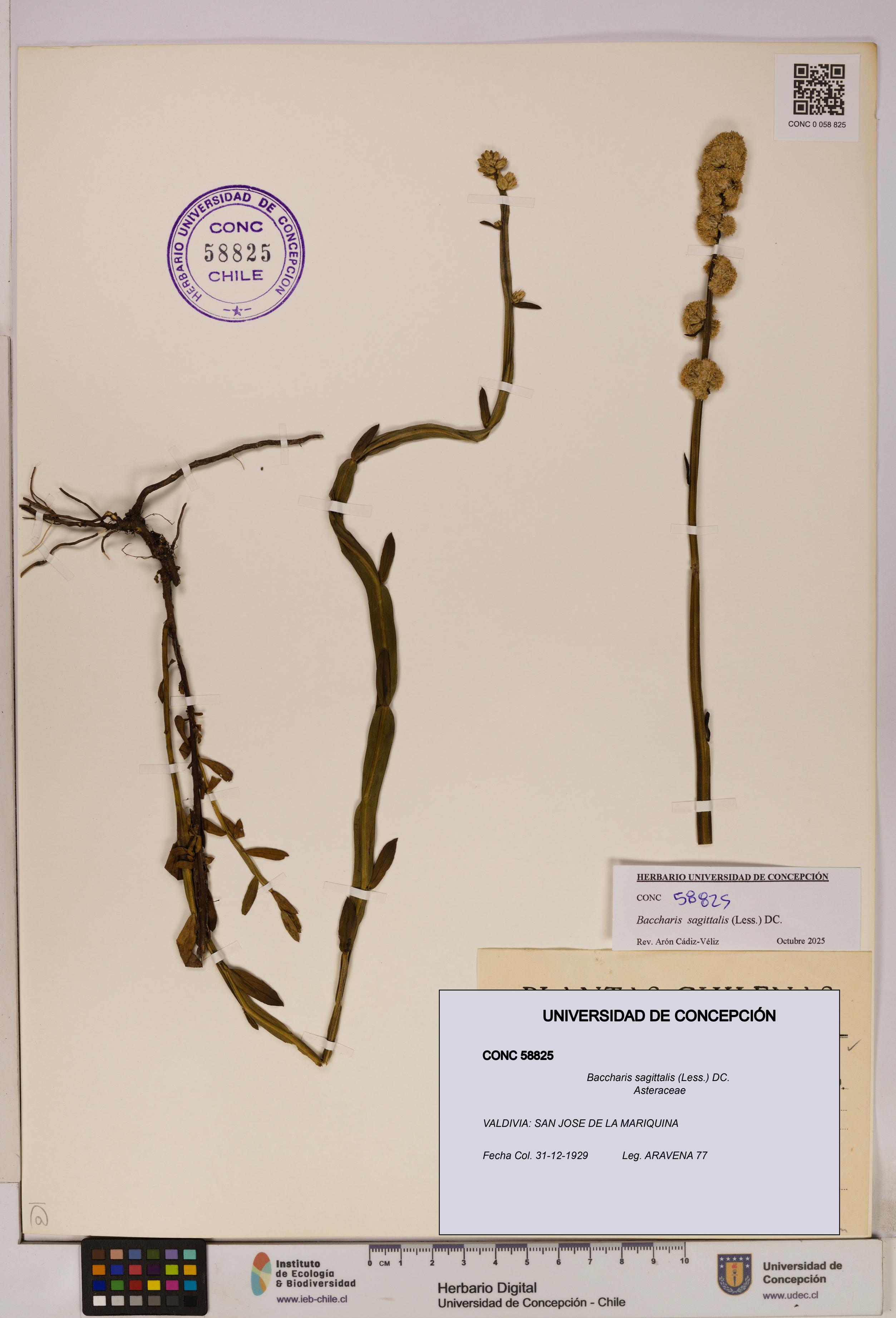 Baccharis sagittalis [Espécimen: UDEC:CONC:0058825]