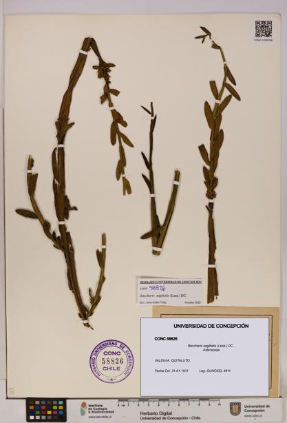 Baccharis sagittalis [Espécimen: UDEC:CONC:0058826]