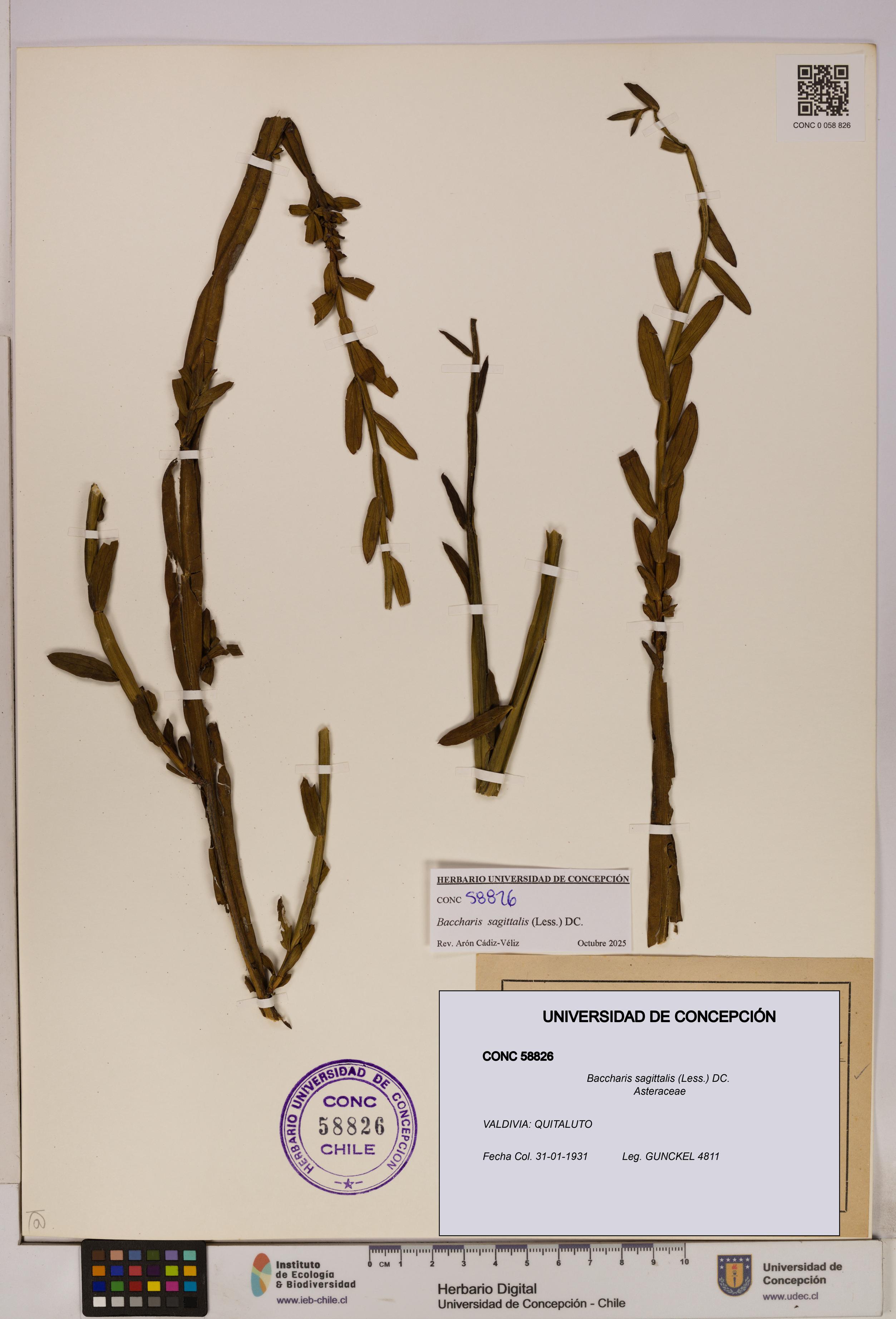 Baccharis sagittalis [Espécimen: UDEC:CONC:0058826]