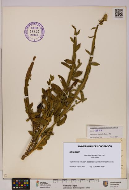 Baccharis sagittalis [Espécimen: UDEC:CONC:0058827]