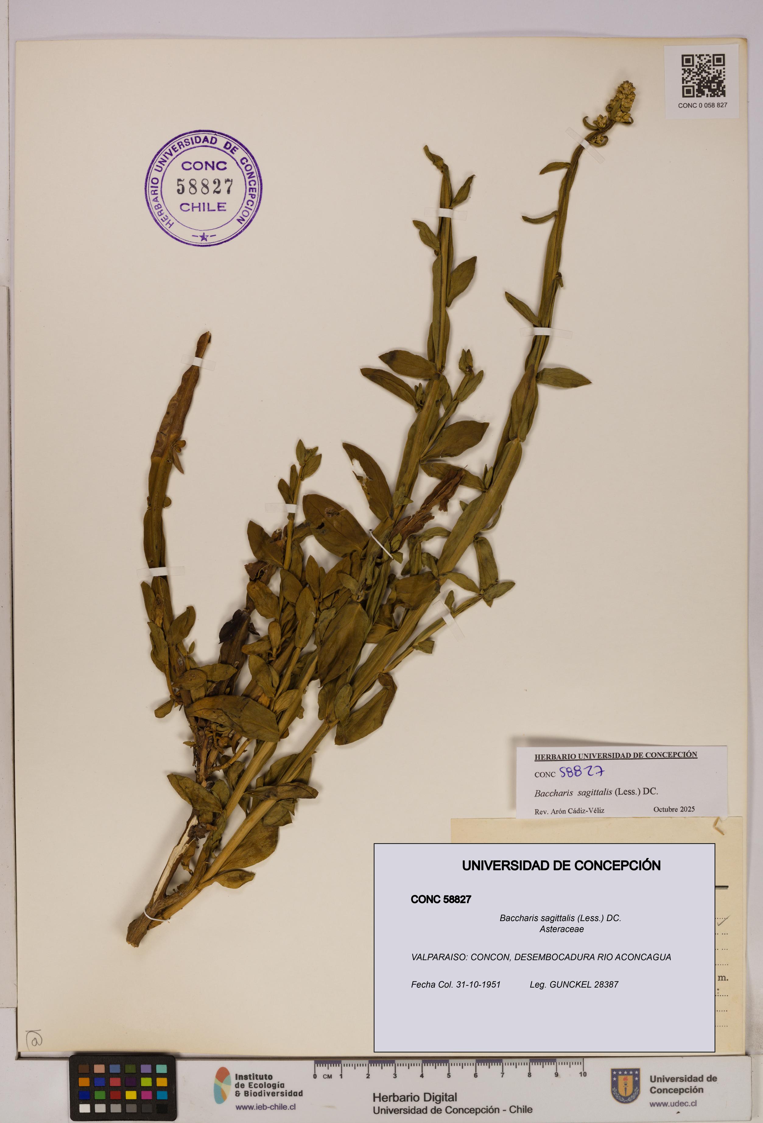 Baccharis sagittalis [Espécimen: UDEC:CONC:0058827]
