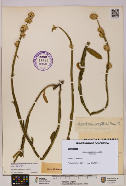 Baccharis sagittalis [Espécimen: UDEC:CONC:0058828]