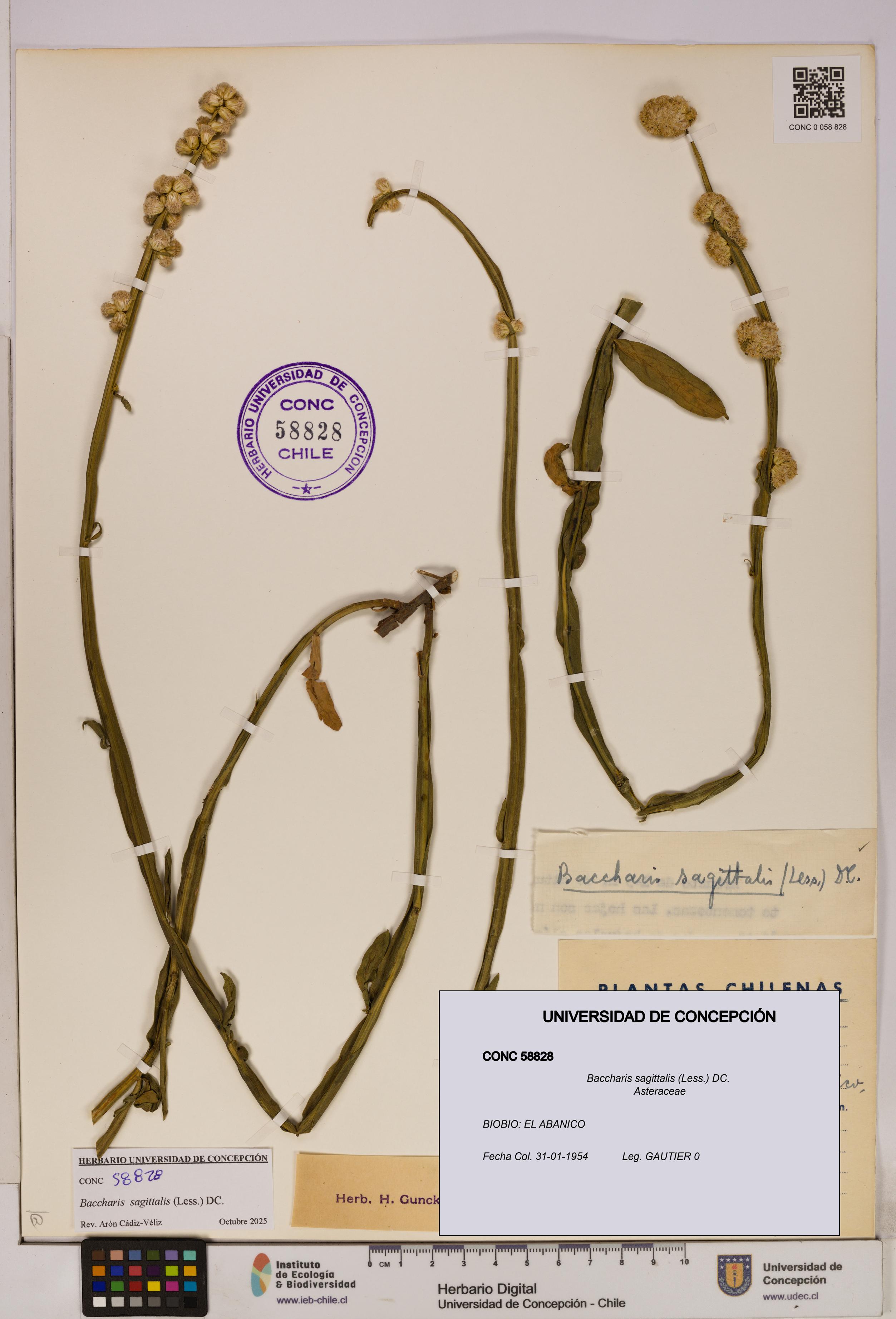 Baccharis sagittalis [Espécimen: UDEC:CONC:0058828]