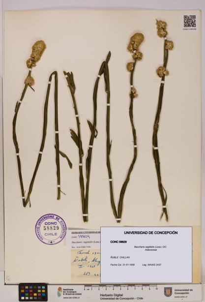Baccharis sagittalis [Espécimen: UDEC:CONC:0058829]