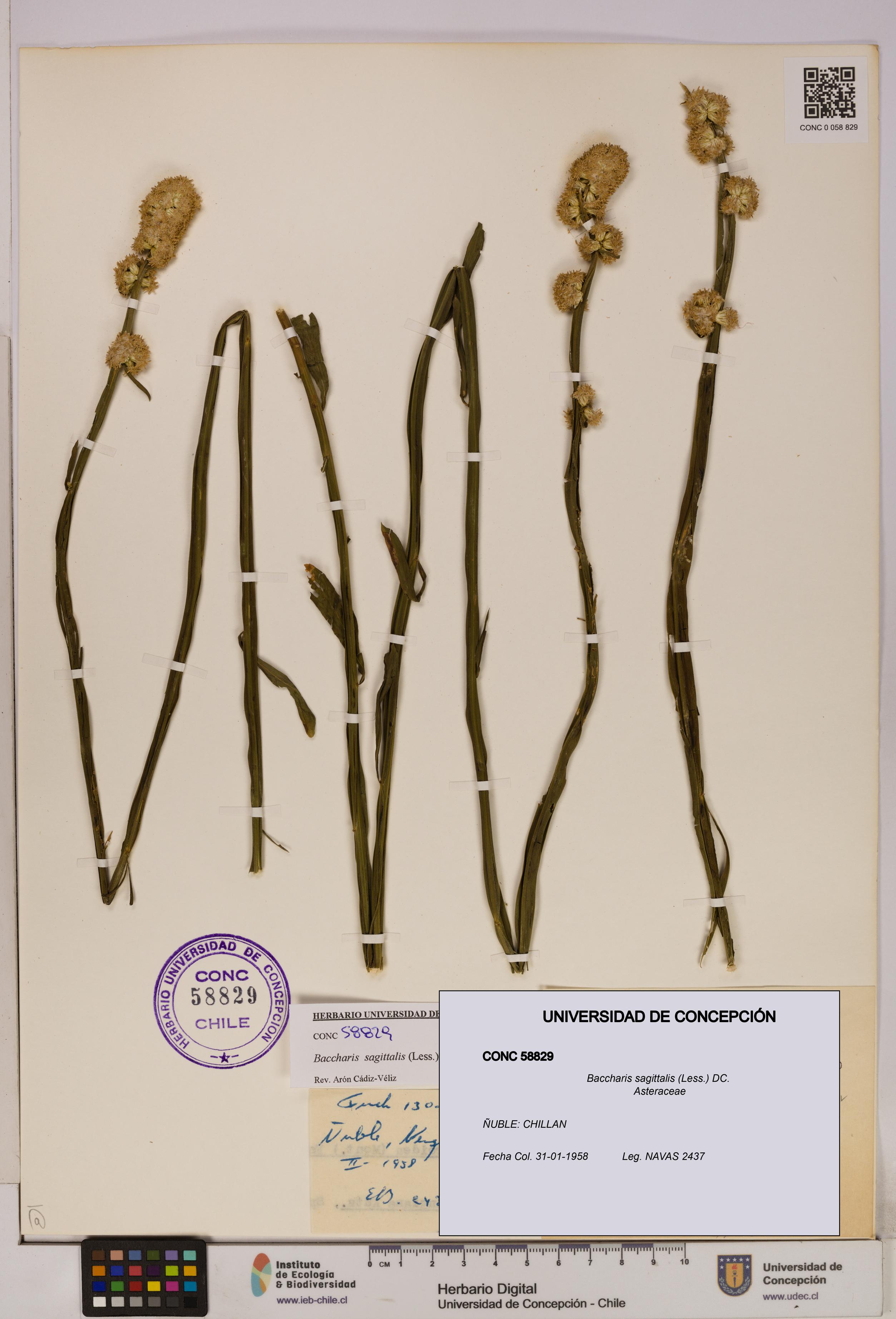 Baccharis sagittalis [Espécimen: UDEC:CONC:0058829]