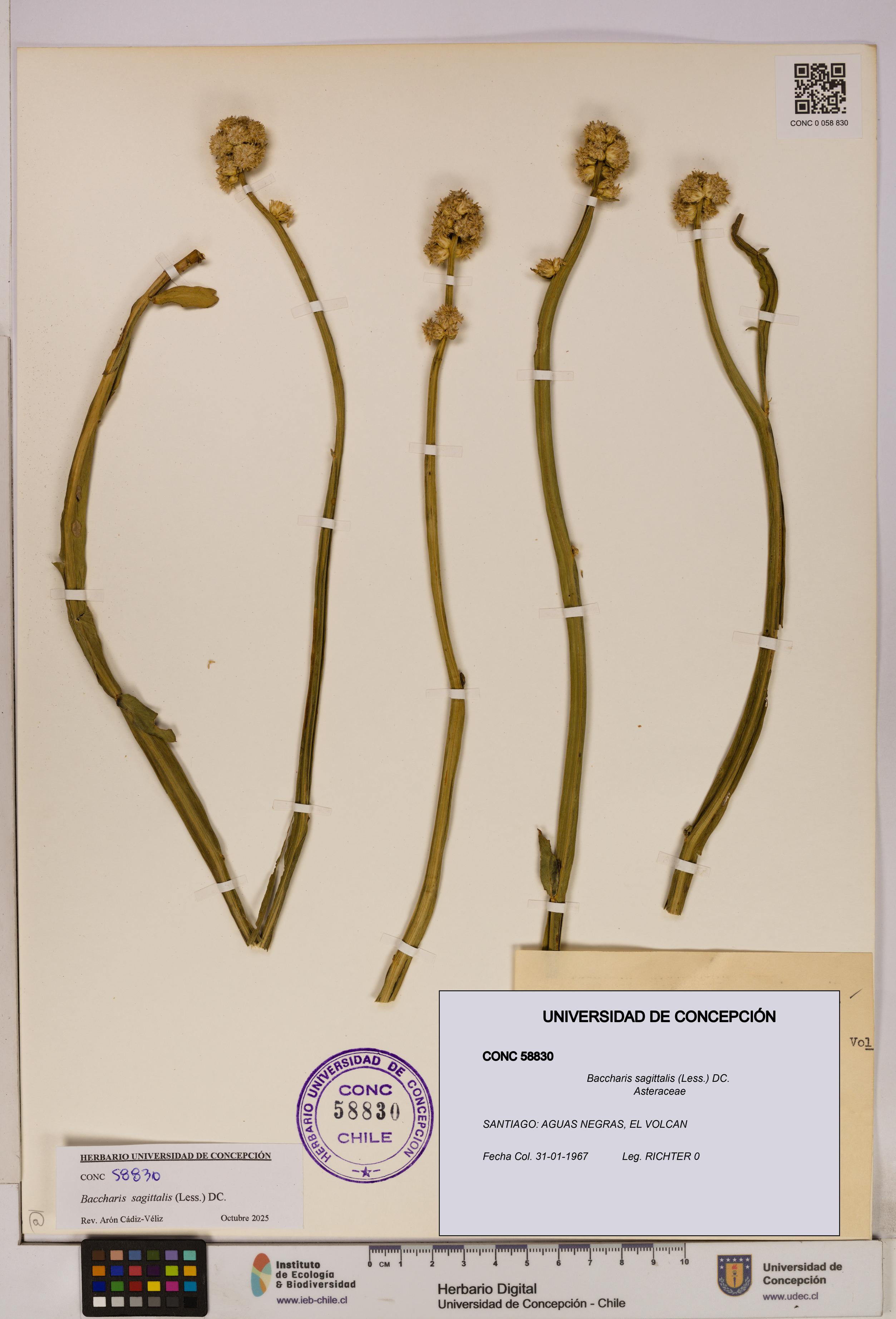 Baccharis sagittalis [Espécimen: UDEC:CONC:0058830]