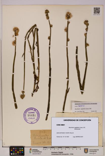 Baccharis sagittalis [Espécimen: UDEC:CONC:0058831]