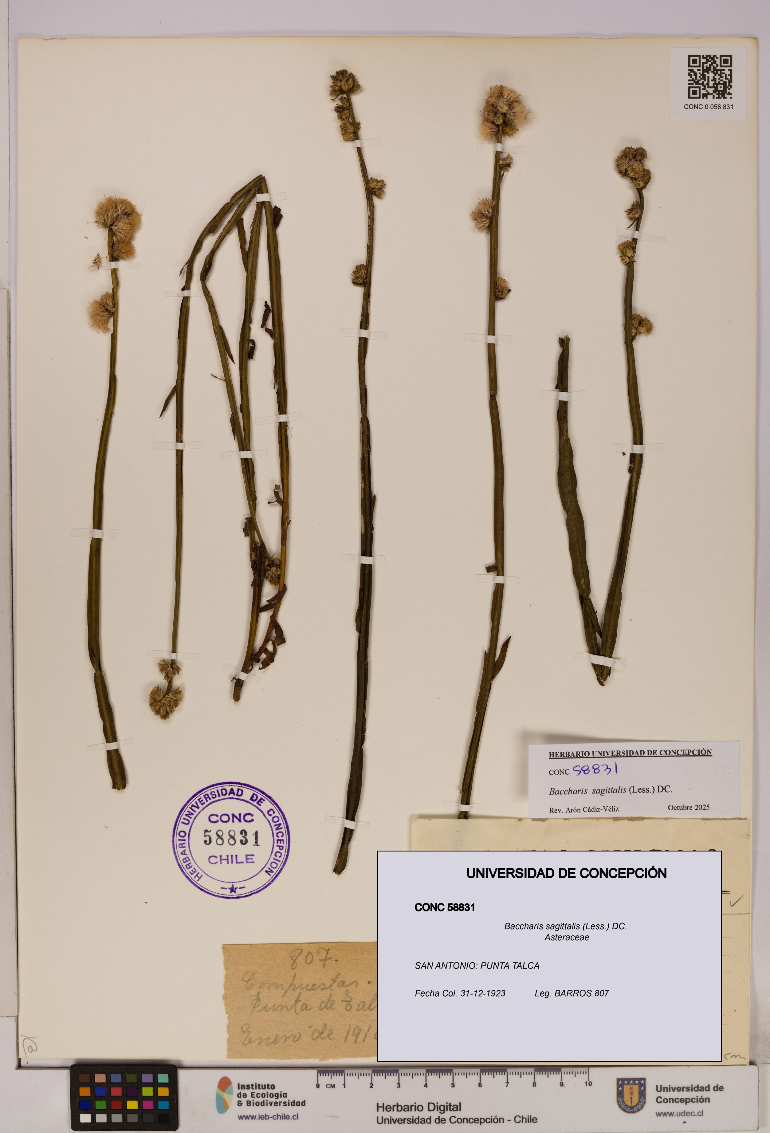 Baccharis sagittalis [Espécimen: UDEC:CONC:0058831]
