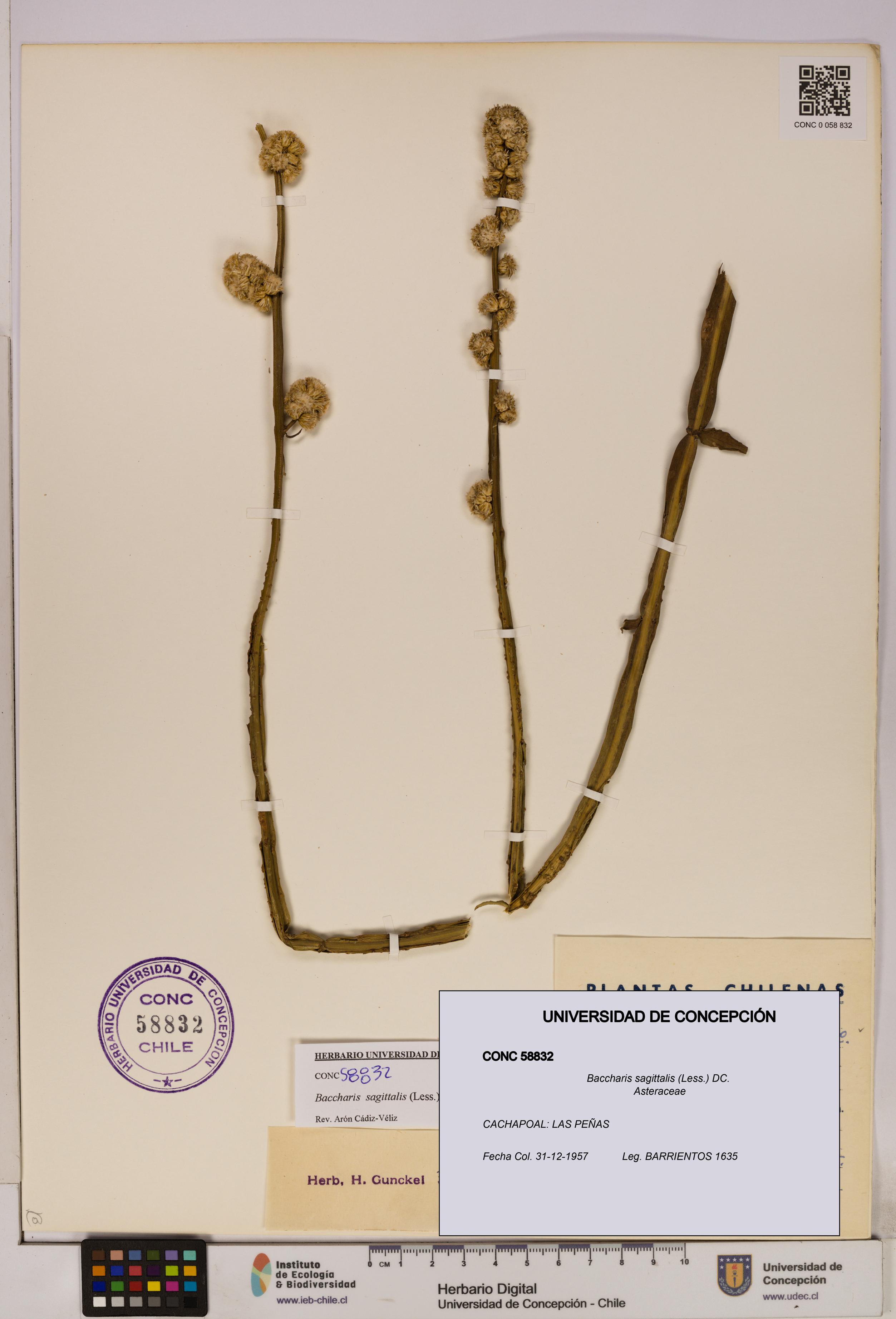 Baccharis sagittalis [Espécimen: UDEC:CONC:0058832]