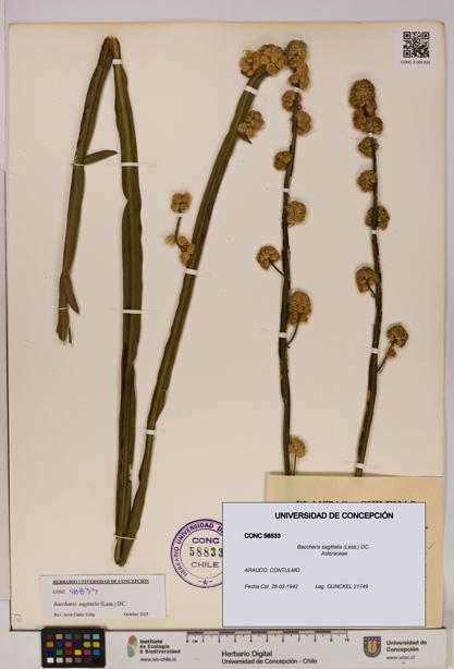 Baccharis sagittalis [Espécimen: UDEC:CONC:0058833]