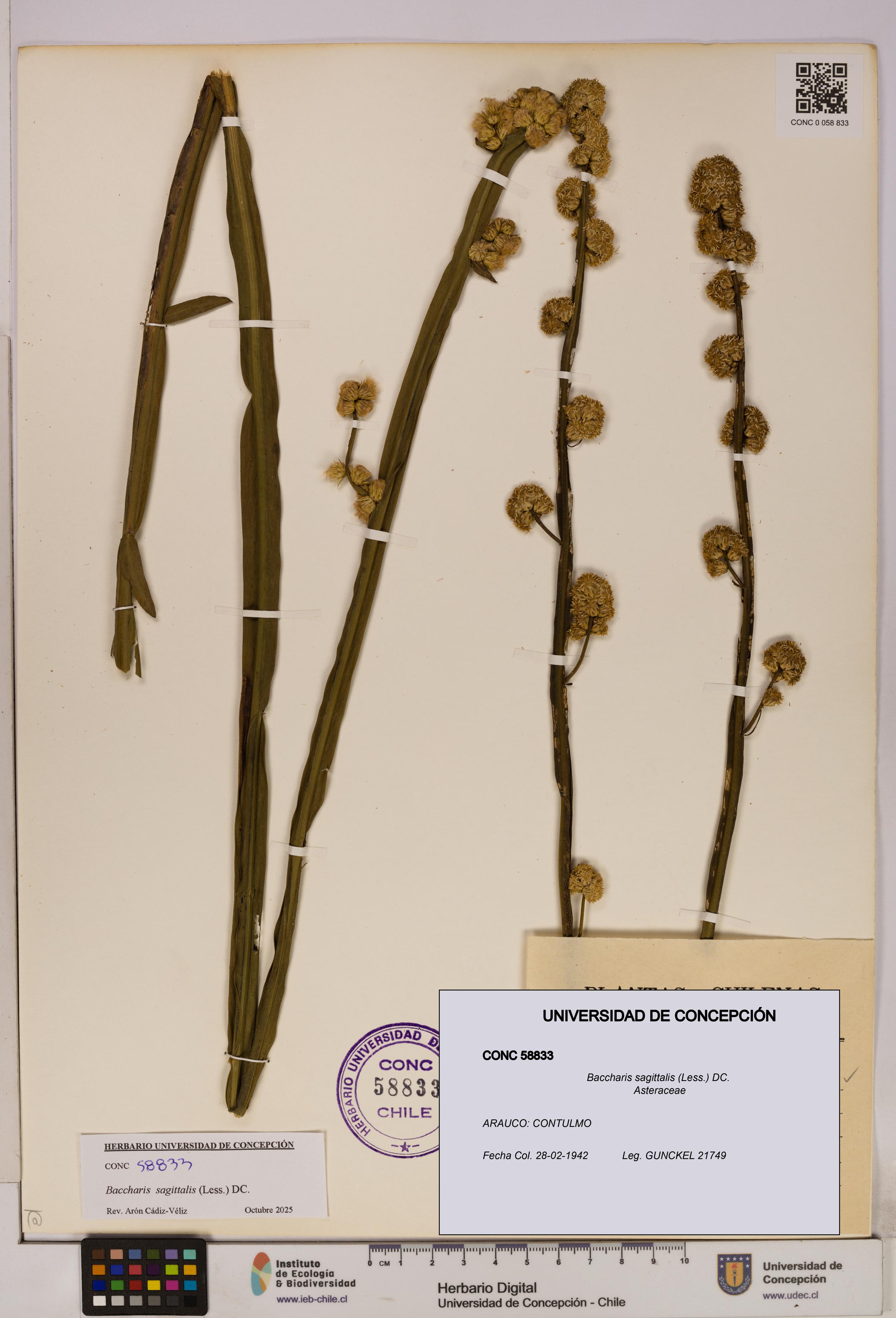 Baccharis sagittalis [Espécimen: UDEC:CONC:0058833]