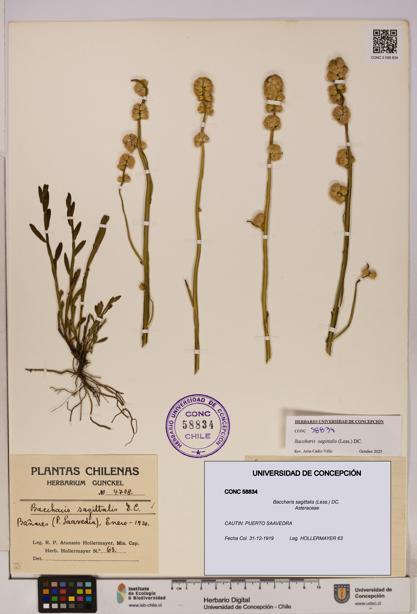 Baccharis sagittalis [Espécimen: UDEC:CONC:0058834]